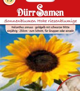Слънчоглед Хое (Helianthus annuus)