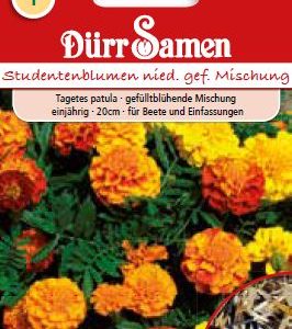 Тагетес (Tagetes patula)