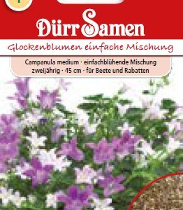 Камбанки Глокенблуме (Campanula carpatica)