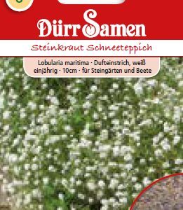 Лобулария (Lobularia maritima) – с бели цветове
