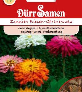 Циния „Гордостта на градинаря“ (Zinnia elegans) – микс