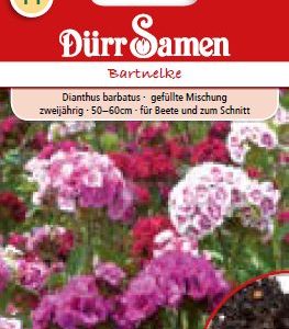 Карамфил Бартнелке (Dianthus barbatus)