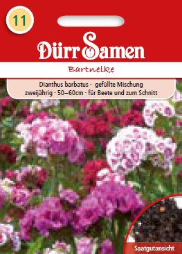 Карамфил Бартнелке (Dianthus barbatus)