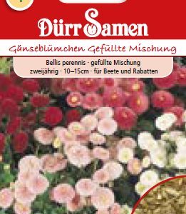 Белис Гефюлте (Bellis perennis) – Парички – микс