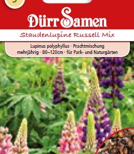 Лупинус Ръсел (Lupinus polyphyllus) – микс