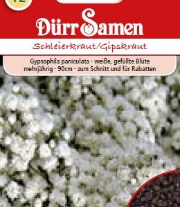 Гипсофила (Gypsophila paniculata)