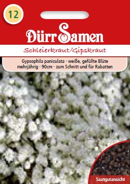 Гипсофила (Gypsophila paniculata)