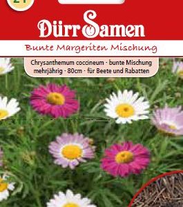 Маргаритки (Chrysanthemum occineum) – цветни