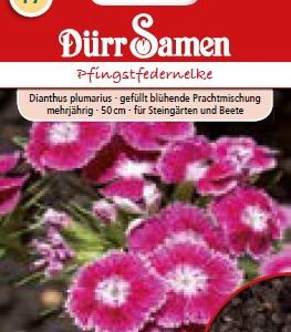 Карамфил Пфингсфедернелке (Dianthus plumarius)