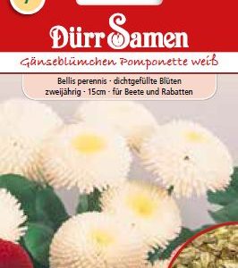 Белис Помпонетте (Bellis perennis) – Парички – бели