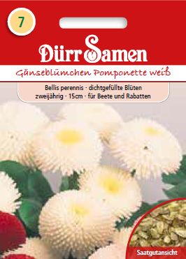 Белис Помпонетте (Bellis perennis) – Парички – бели