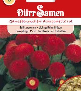 Белис Помпонетте (Bellis perennis) – Парички – червени