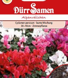 Циклама (Cyclamen persicum)