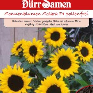 Слънчоглед Солара F1 (Helianthus annuus)