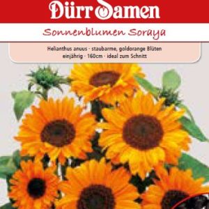 Слънчоглед Сорая (Helianthus annuus)