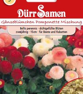 Белис Помпонетте (Bellis perennis) – Парички – микс