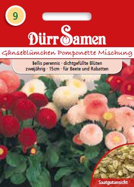 Белис Помпонетте (Bellis perennis) – Парички – микс