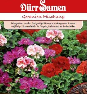 Мушкато F1 (Pelargonium zonale) –  микс