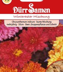 Хризантема (Chrysanthemum indicum)