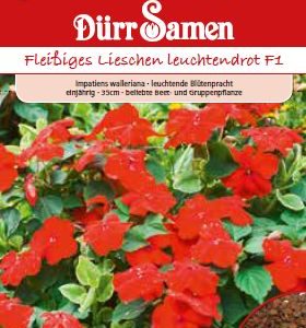 Импациенс F1 (Impatiens balsamina) – с бели цветове