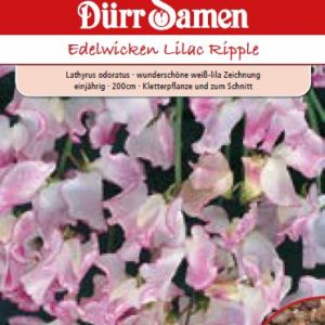 Латирус (Lathyrus odoratus) – с лилави цветове