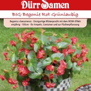 Бегония Грюнлаубиг (Begonia semperflorens) – червена