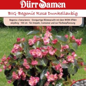 Бегония Роса Дънкеллаубинг (Begonia semperflorens) – розова