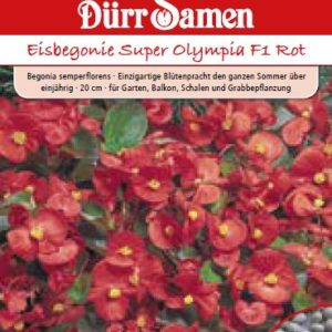 Бегония Олимпия F1 (Begonia semperflorens) – червена