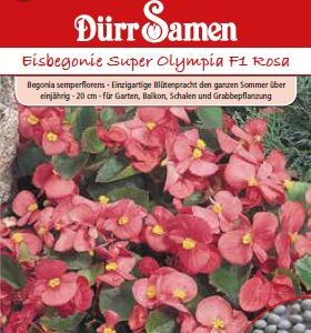 Бегония Олимпия F1 (Begonia semperflorens) – розова