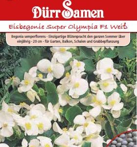 Бегония Олимпия F1 (Begonia semperflorens) – бяла