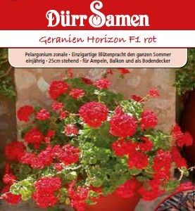Мушкато F1 (Pelargonium zonale) –  с бели цветове