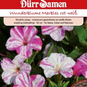 Мирабилис Нощна красавица (Mirabilis jalapa)