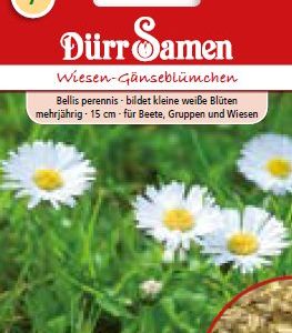 Ливадни маргаритки (Bellis perennis)