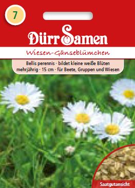 Ливадни маргаритки (Bellis perennis)