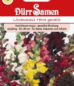 Антириум Тетра мишунг (Antirrhinum majus)