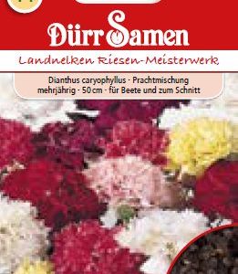 Карамфил Ланд одер (Dianthus caryophyllus)
