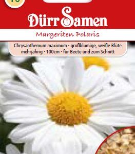 Маргаритки Поларис (Chrysanthemum L.)