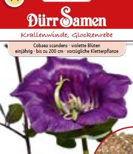 Кобеа (Cobea scandens)