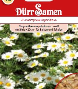 Маргаритки джуджета (Chrysanthemum segetum)