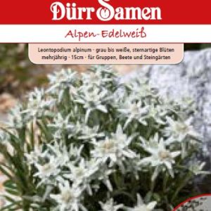 Леонтоподиум Алпийски еделвайс (Leontopodium alpinum)