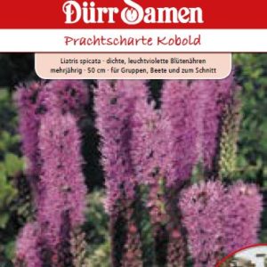 Лиатрис (Liatris spicata)