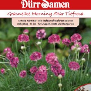 Армерия Тиефроза (Armeria maritima)