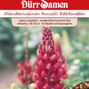 Лупинус Еделкнабен (Lupinus polyphyllus)