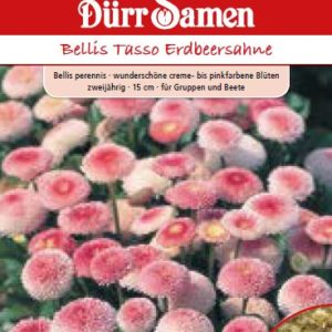 Белис Тассо (Bellis perennis) – Парички