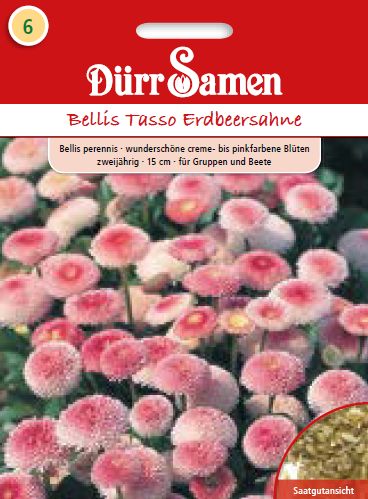 Белис Тассо (Bellis perennis) – Парички