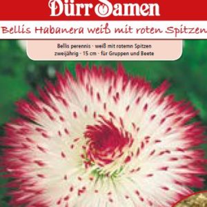 Белис Хабанера (Bellis perennis) – Парички
