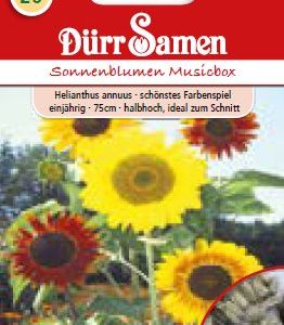 Слънчоглед „Музикална кутия“ (Helianthus annuus)
