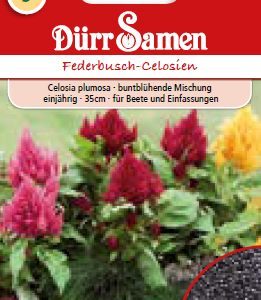 Целозия (Celosia plumosa)