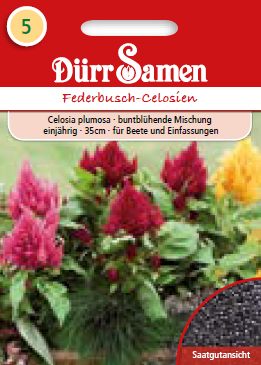 Целозия (Celosia plumosa)