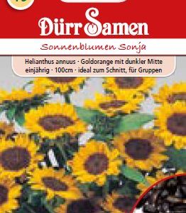 Слънчоглед Соня (Helianthus annuus)